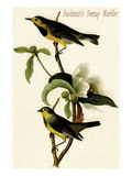 Bachman's Swmap Warbler