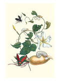 Moonflower with Giant Metallic Ceiba Borer and a Horned Passalus Beetle