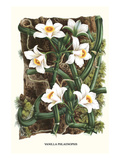 The Vanilla Orchid