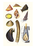 Sea Shells: Livid Top, Yellow Periwinkle,Wentletrap, Cockle, Razorshell, Mussel