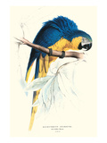 Hyacinthine Macaw - Hyacinthine Anodorhynchus Leari Premium Poster