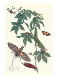 Bellyache Bush with a Giant Sphinx Moth and a Metalmark Butterfly