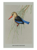 Gray Headed Kingfsher