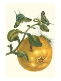 Pomelo Fruit with Urania Moth