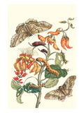 Giant Silk Moth on a Purple Coral Tree