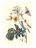 Pride of Barbados with a Tobacco Hornworm