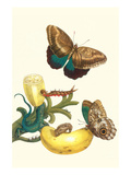 Banana Plant with Teucer Giant Owl Butterfly and a Rainbow Whiptail Lizard