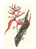 Heliconia and Potter Wasp