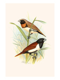 Chestnut Breasted Finch and Three Colored Mannikin