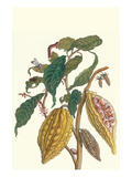 Cocoa Plant with Southern Army Worm