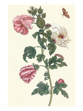Roselle with Fall Webworm