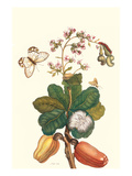 Moth on Cashew Apple