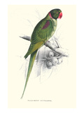 Footed Parakeet - Psittacula Eupatria