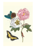 Cotton Rose Mallow with a Queen Swallowtail