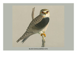 Black Shouldered Kite