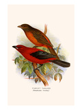 Scarlet Tanager