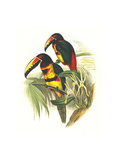 Collared Aracari