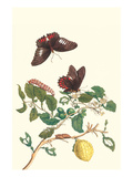 Swallowtail on a Mexican Lime Tree