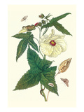 Musk Okra with Tetrio Sphinx