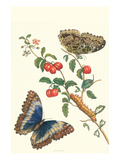 Barbados Cherry Tree with a Moth