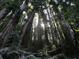 Travel Trip Muir Woods 100th