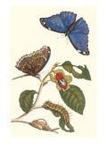 Epiphytic Climbing Plant with a Peleides Blue Morpho Butterfly and a Gulf Fritillary