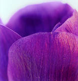 Violets I