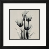 Tulips and Arum Lily