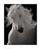 The Lusitano Dancer