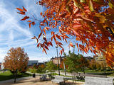 University of Cincinnati - Fall Scene