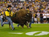 University of Colorado - Ralphie Charges the Field