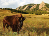 University of Colorado - Ralphie IV in Chautauqua Park