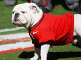 University of Georgia - Uga the VIII