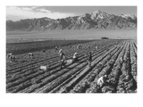 Farm, Farm Workers, Mt. Williamson in Background