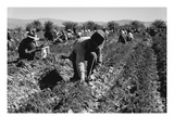 Carrot Pullers