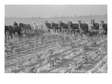 Cultivating Cotton