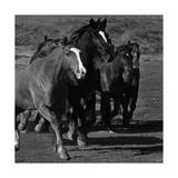 Leader of the Pack