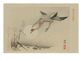 Flying Cranes