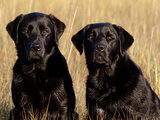 Pair of Black Labrador Retrievers in Sea Grass
