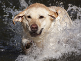 Yellow Labrador Retriever Water Entry