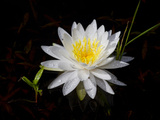 White Water Lily