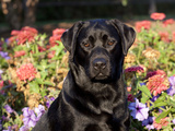 Black Labrador Retriever, Portrait