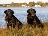 Pair of Black Labrador Retrievers