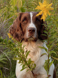 English Springer Spaniel in Field