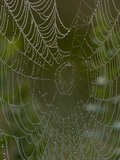 Spider Web in Dew