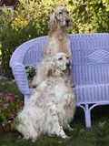 English Setters and Wicker Couch
