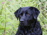 Black Labrador Retriever, Portrait