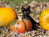 Black Kitten on Pumpkin Fotografie-Druck