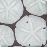 Sand Dollars
