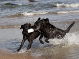 Pair of Black Labrador Retrievers with Training Bumper